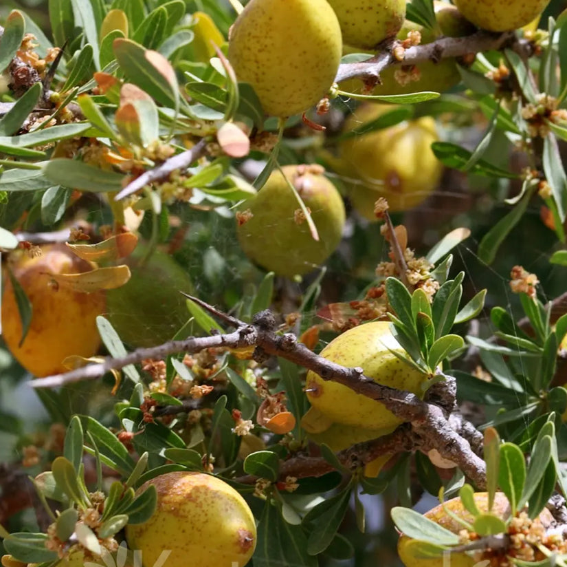 ACEITE DE ARGAN PARA CABELLO 10 ml